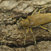 Poplar Borer - Photo (c) Henk Wallays, all rights reserved, uploaded by Henk Wallays