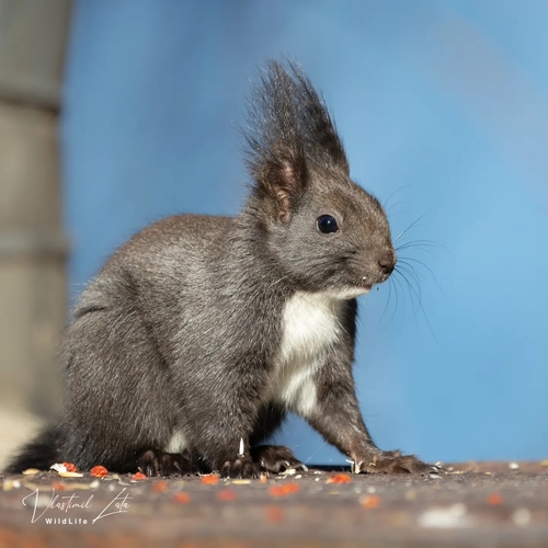 Paprastoji voverė nuotrauka