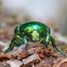 Big Rose-Chafer - Photo (c) Vlastimil Lata, all rights reserved, uploaded by Vlastimil Lata