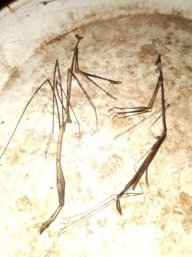 Leptocola