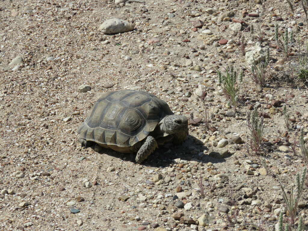 Chaco Tortoise in November 2022 by Hernán Pastore · iNaturalist