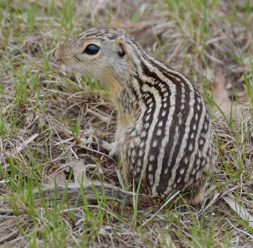 thirteen-lined-ground-squirrel-utah-mammals-inaturalist