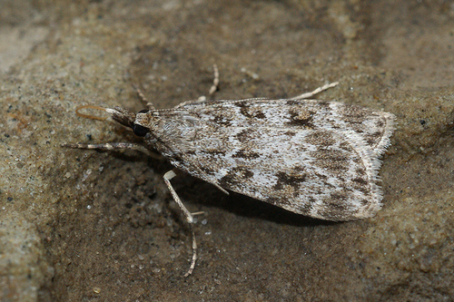 European Common Grey