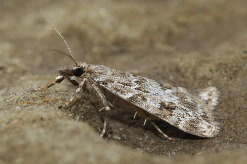 European Common Grey