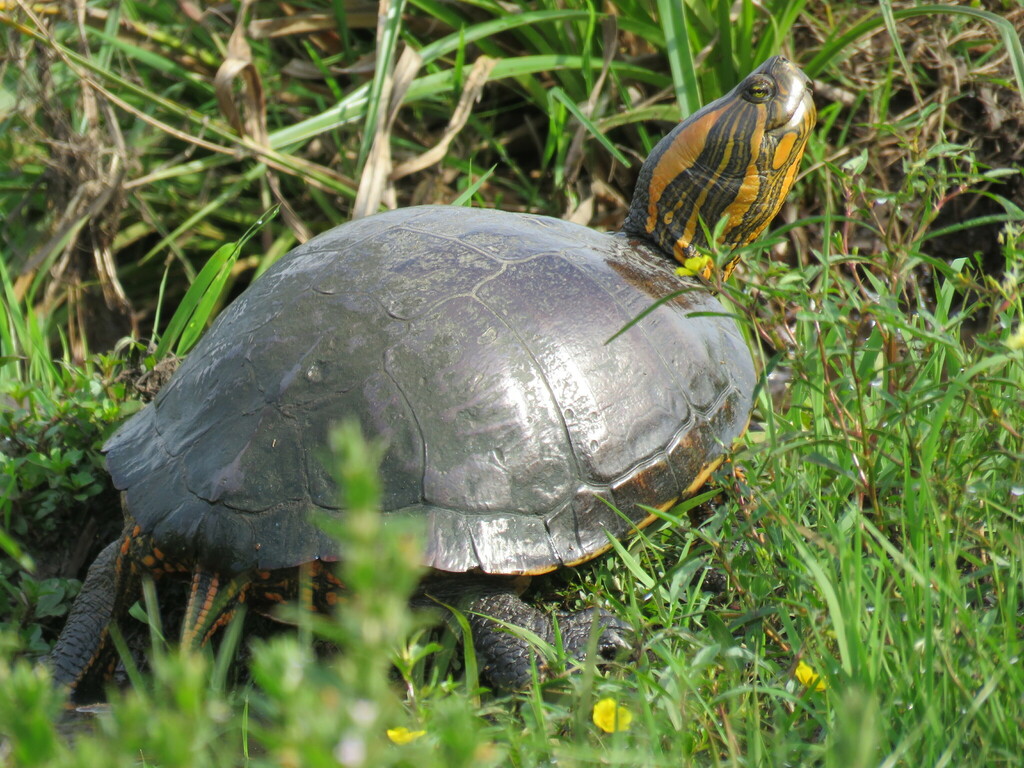 Black-bellied Slider in January 2018 by Álvaro Luna · iNaturalist