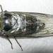 Northern Dusk-singing Cicada - Photo (c) William (Bill) Reynolds, all rights reserved, uploaded by William (Bill) Reynolds
