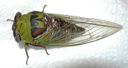 Walker's Annual Cicada (Tibicen pronotalis) · iNaturalist