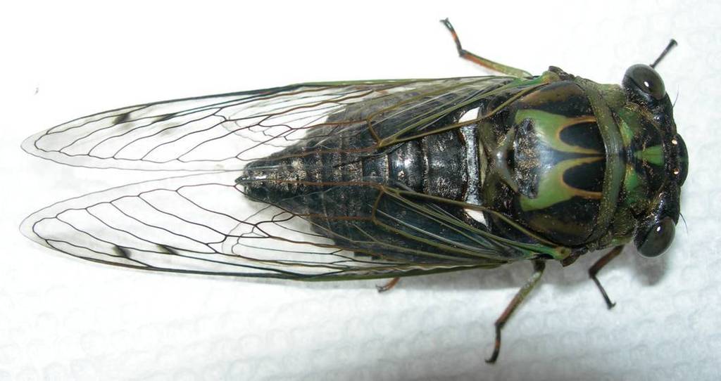 Robinson's Annual Cicada from Tuscumbia, Alabama on August 05, 2009 by ...