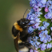 Garden Bumble Bee - Photo (c) Henk Wallays, all rights reserved, uploaded by Henk Wallays