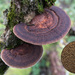 Thin-walled Maze Polypore - Photo (c) Fero Bednar, all rights reserved, uploaded by Fero Bednar