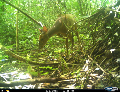 Mexican Red Brocket