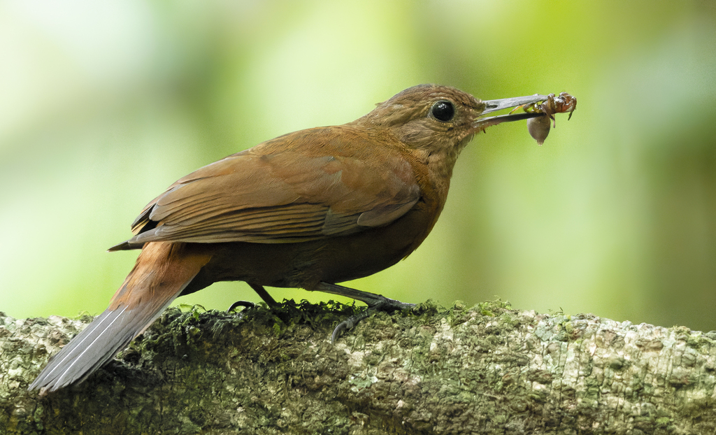 Rufous-breasted Leaftosser photo
