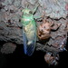 Scissors Grinder Cicada - Photo (c) William (Bill) Reynolds, all rights reserved, uploaded by William (Bill) Reynolds