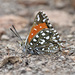Large Silver-Spotted Copper - Photo (c) Dr. Alexey Yakovlev, all rights reserved, uploaded by Dr. Alexey Yakovlev