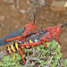 Red Milkweed Locust - Photo (c) Dr. Alexey Yakovlev, all rights reserved, uploaded by Dr. Alexey Yakovlev