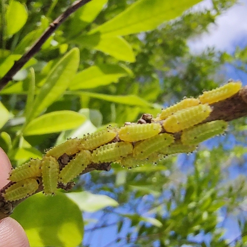 Acharia pauper