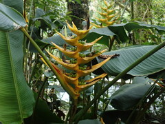 Heliconia lankesteri image