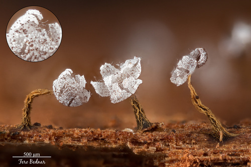 Physarum album