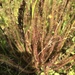 Drosera filiformis - Photo (c) Mucombeze, todos los derechos reservados, uploaded by Mucombeze
