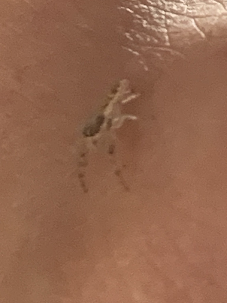 Typical Jumping Spiders from Key West, Key West, FL, US on November 09