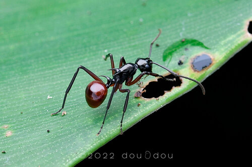 Polyrhachis Ratellata Polyrhachis mitrata · iNaturalist