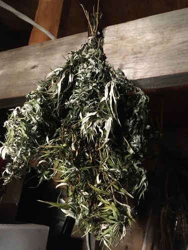 Tilesius Wormwood