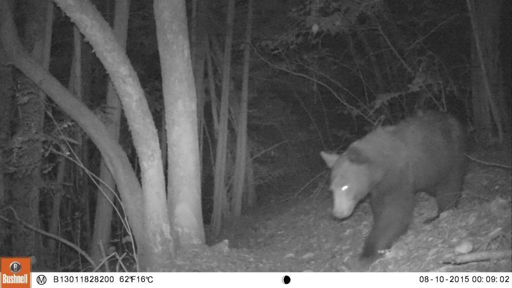 California Black Bear (Mammals of the Bouverie Preserve of ACR ...