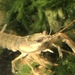 Kentucky River Crayfish - Photo (c) woodthedrow, all rights reserved