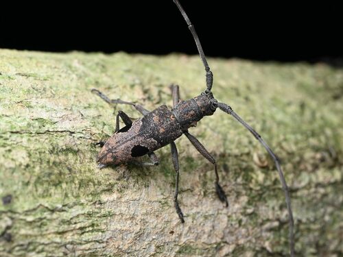 Paraleprodera insidiosa · iNaturalist United Kingdom