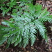 Pteris incompleta - Photo (c) sylb, all rights reserved, uploaded by sylb