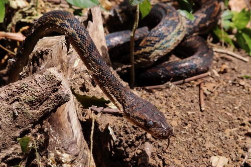 Australian Scrub Python sighting