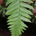 Pozo's Marsh Fern - Photo (c) sylb, all rights reserved, uploaded by sylb