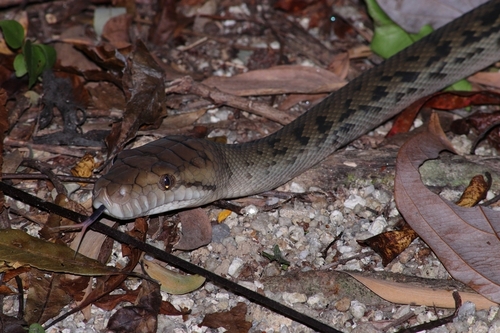 Australian Scrub Python sighting