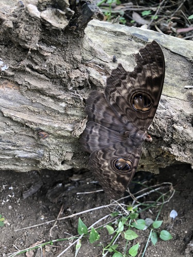 Walker's Owl