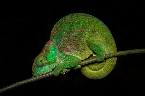 O'Shaughnessy's Chameleon