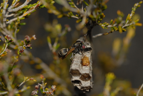 Ropalidia cincinnata