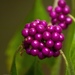 Beautyberry - Photo (c) mesclovon, all rights reserved, uploaded by mesclovon