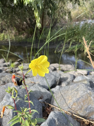 iNaturalist observation photo of tall evening primrose