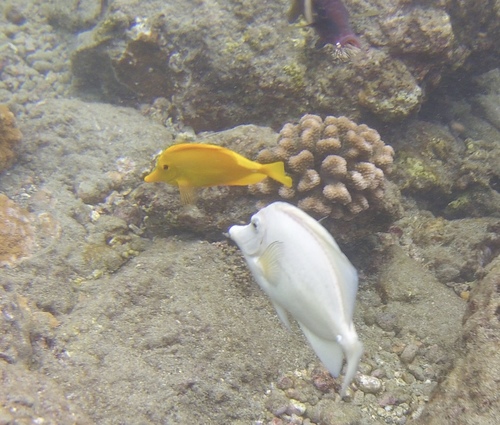 Yellow Tang