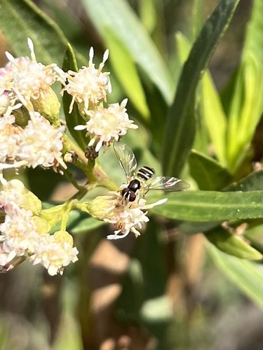iNaturalist observation photo of Oblique Streaktail
