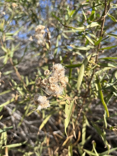 iNaturalist observation photo of mule fat
