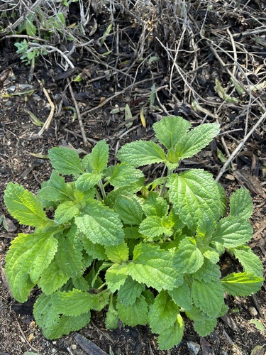 iNaturalist observation photo of western vervain