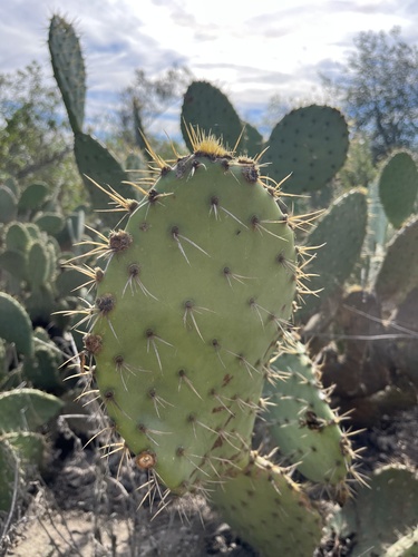 iNaturalist observation photo of Prickly Pears
