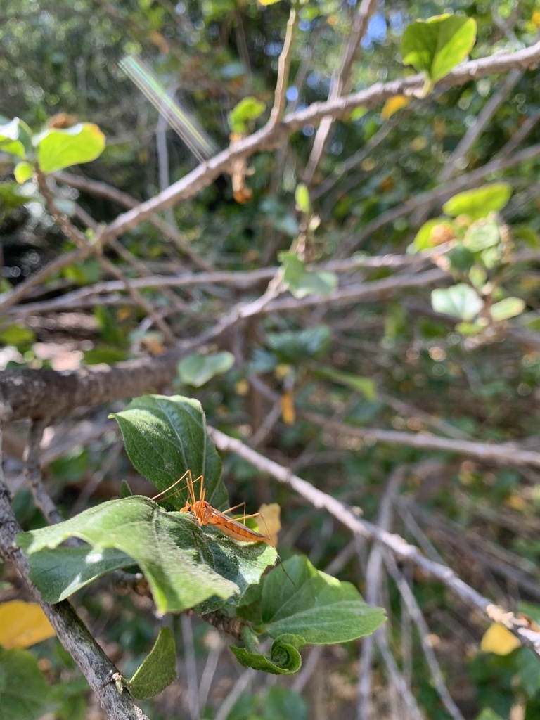 Large Crane Flies from UC Riverside, Riverside, CA, US on April 19 ...