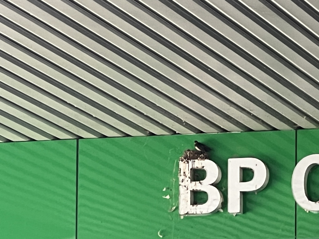 Swallow from Abraham Rd, Upper Coomera, QLD, AU on November 12