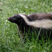 Hog-nosed Skunks - Photo (c) Gabriel Kayano, all rights reserved, uploaded by Gabriel Kayano