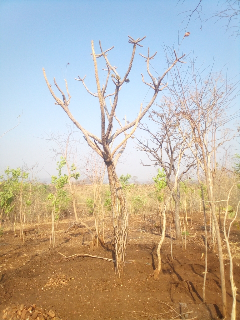 Redhot Poker Tree from SC Kambwiri, MW-SA, MW on October 29, 2022 at 07 ...