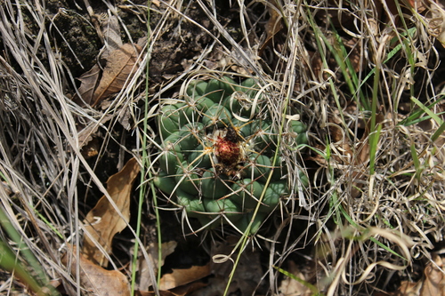 Coryphantha elephantidens ssp. greenwoodii