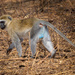 Vervet Monkey - Photo (c) Juan Melli, all rights reserved, uploaded by Juan Melli