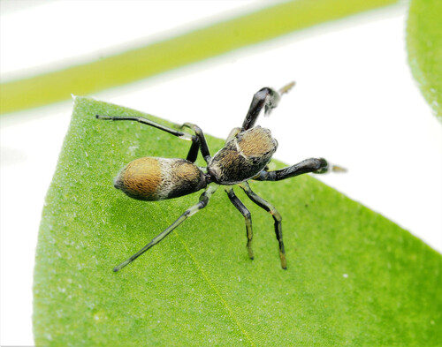 Ligonipes lacertosus